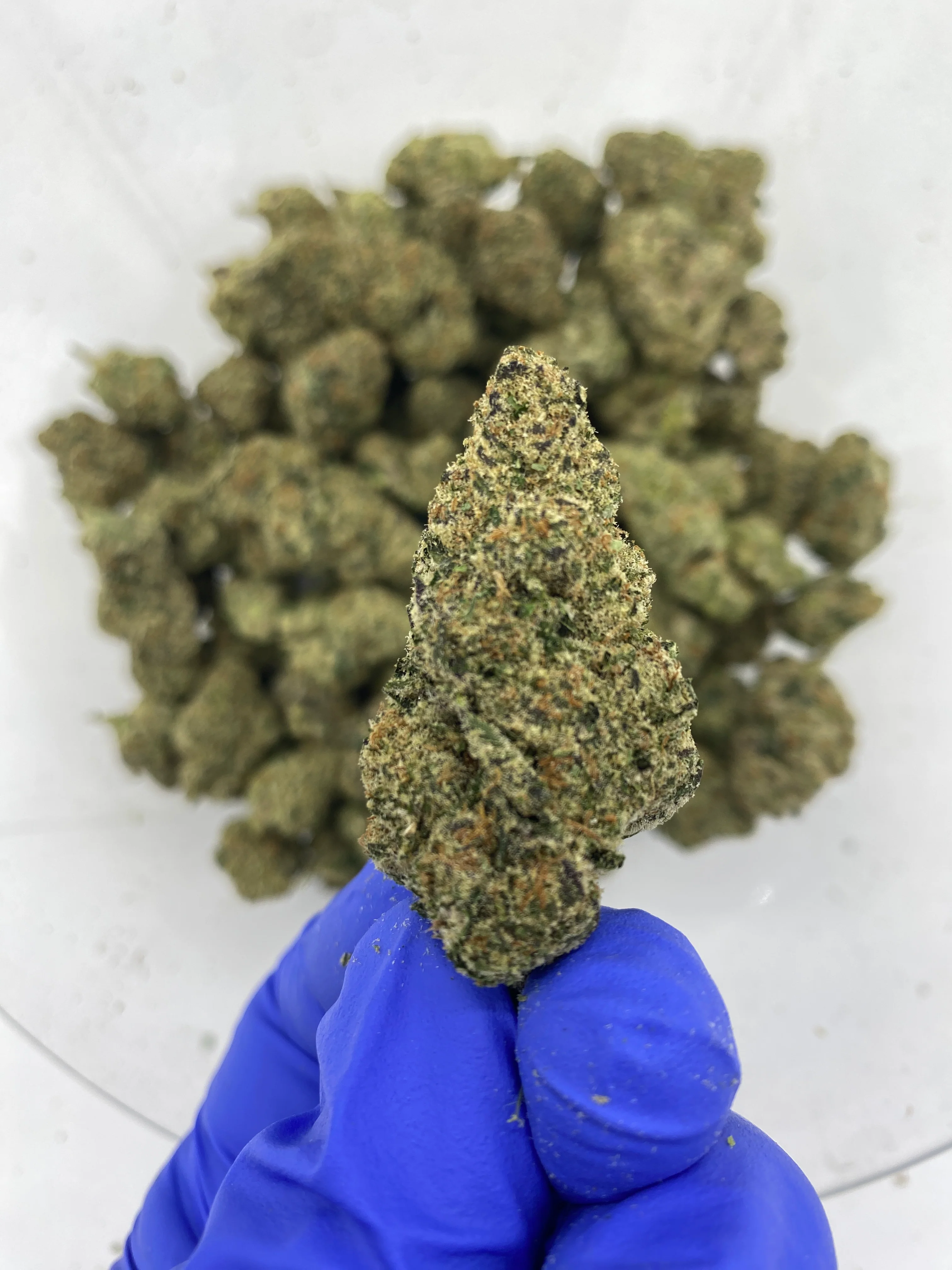 Indoor Exotics - Blue Magoo - Flower - Image 2