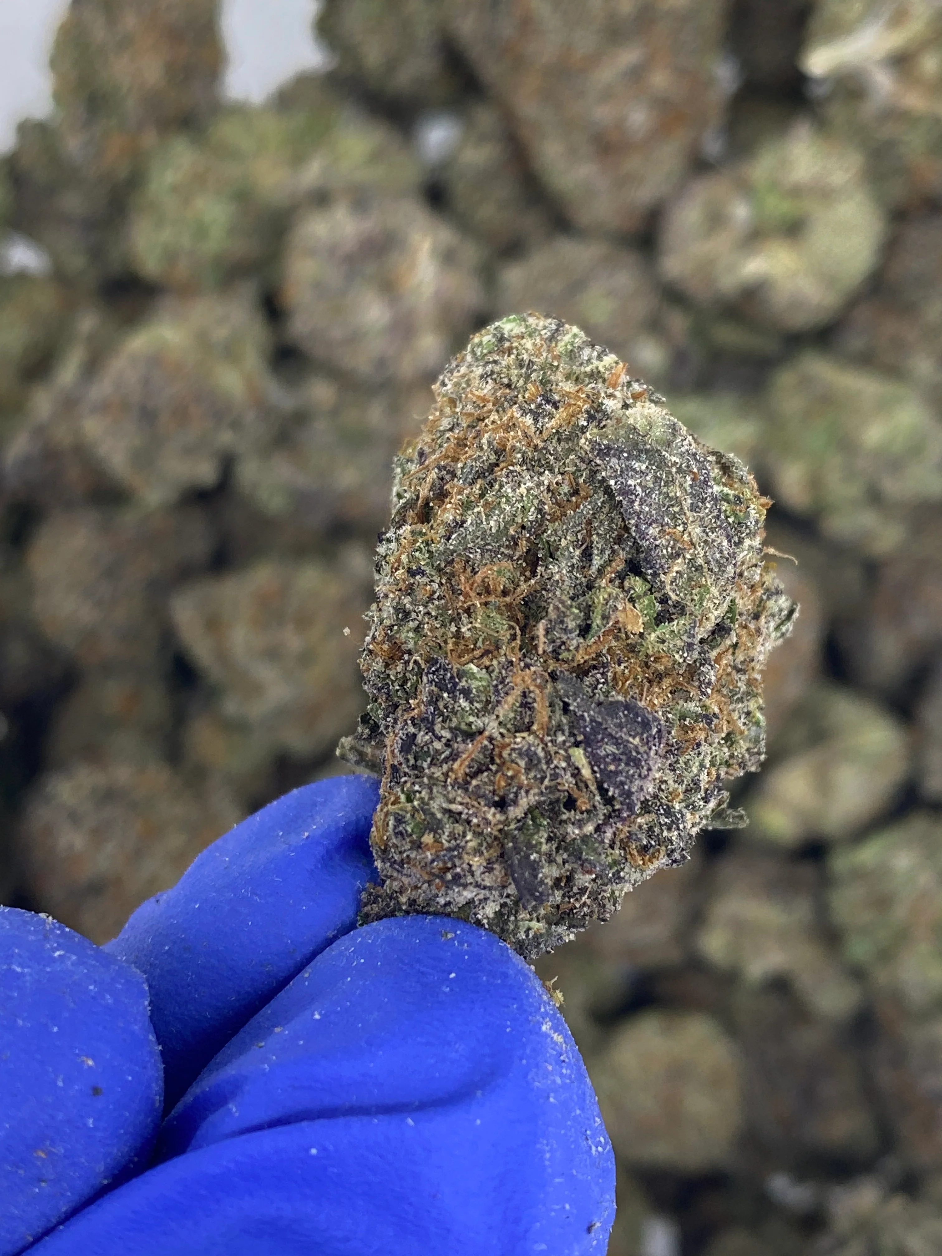 Indoor Exotics - Lemon Cherry Gelato - Flower