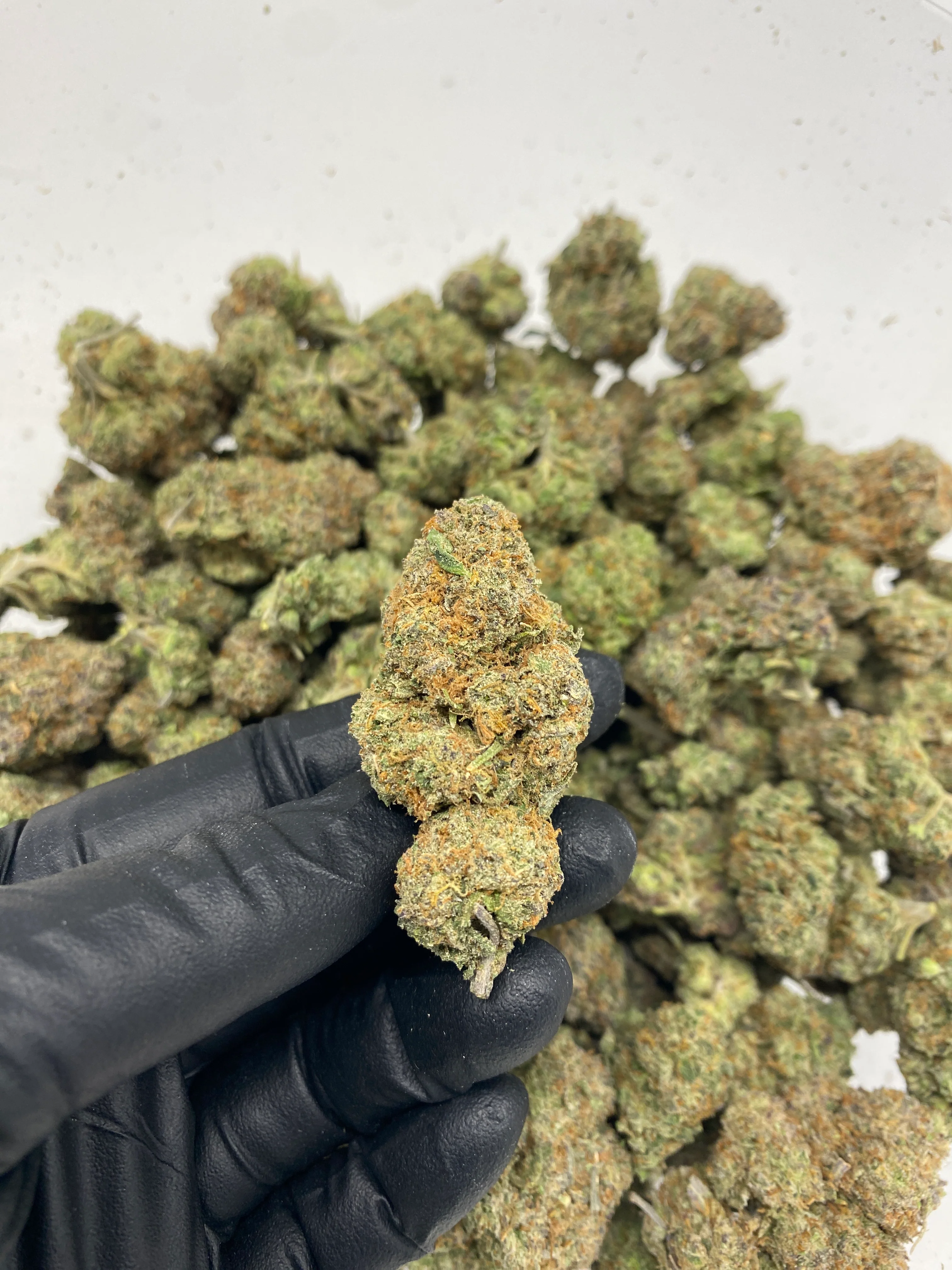 Indoor Exotics - Northern Lights - Flower - Image 2